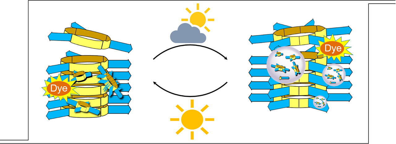 A synthetic replicator system undergoing Darwinian-like evolution
