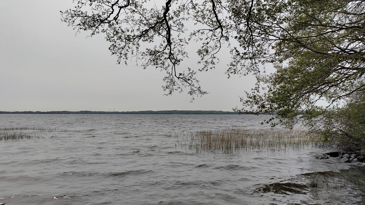 Aerosolization potential and activity in the limnic microalga Limnomonas gaiensis.