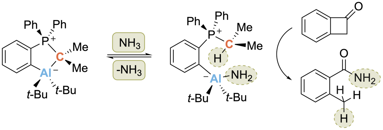 A crystalline aluminum–carbon-based ambiphile capable of activation and catalytic transfer of ammonia in non-aqueous media