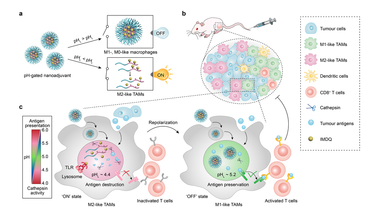 Precise regulation of the hyperacidic lysosomes in M2-like macrophages to achieve macrophage-based tumour immunotherapy