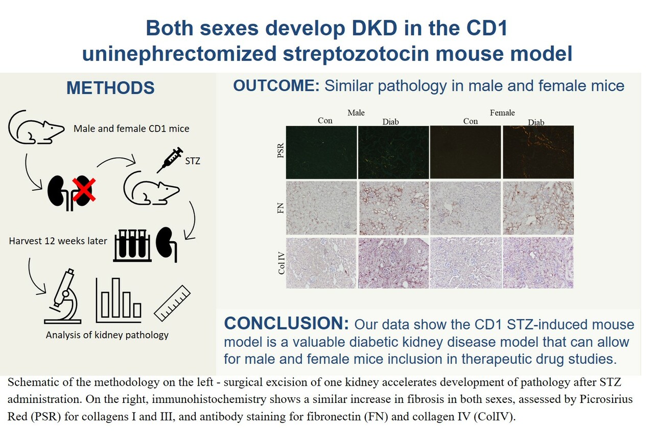 Both sexes develope diabetic kidney disease in type 1 diabetic CD1 mice