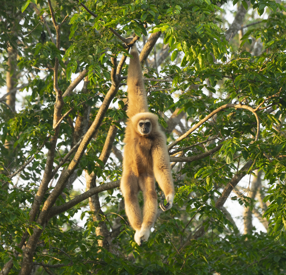 Rehabilitation Manager Gibbon Conservation Society