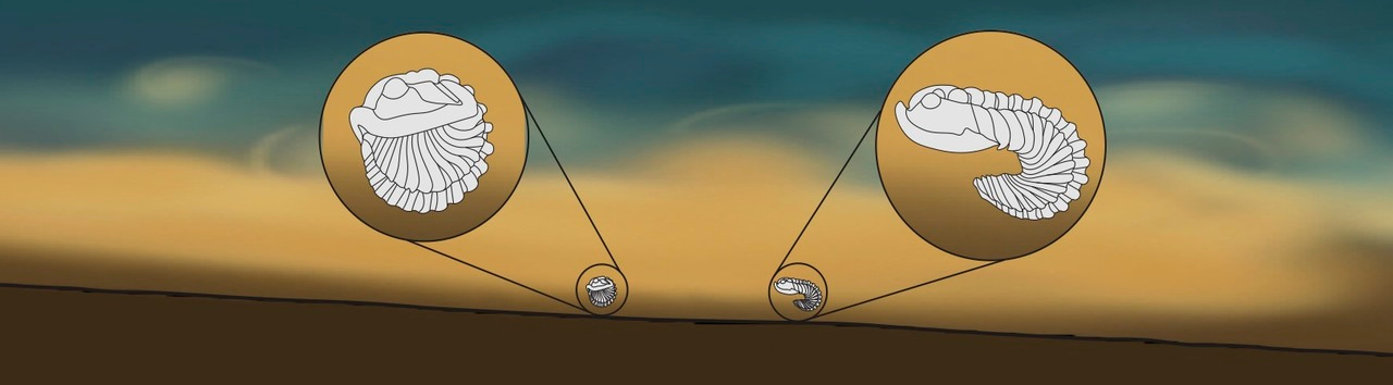 Trilobite legs in 3D: understanding the fossilization process