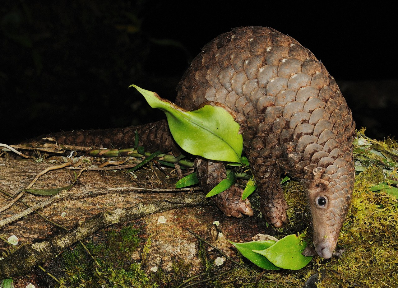 How species act when they are at the edge