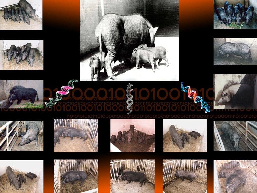 A rich transcriptomic resource from inbred pig reproductive organs