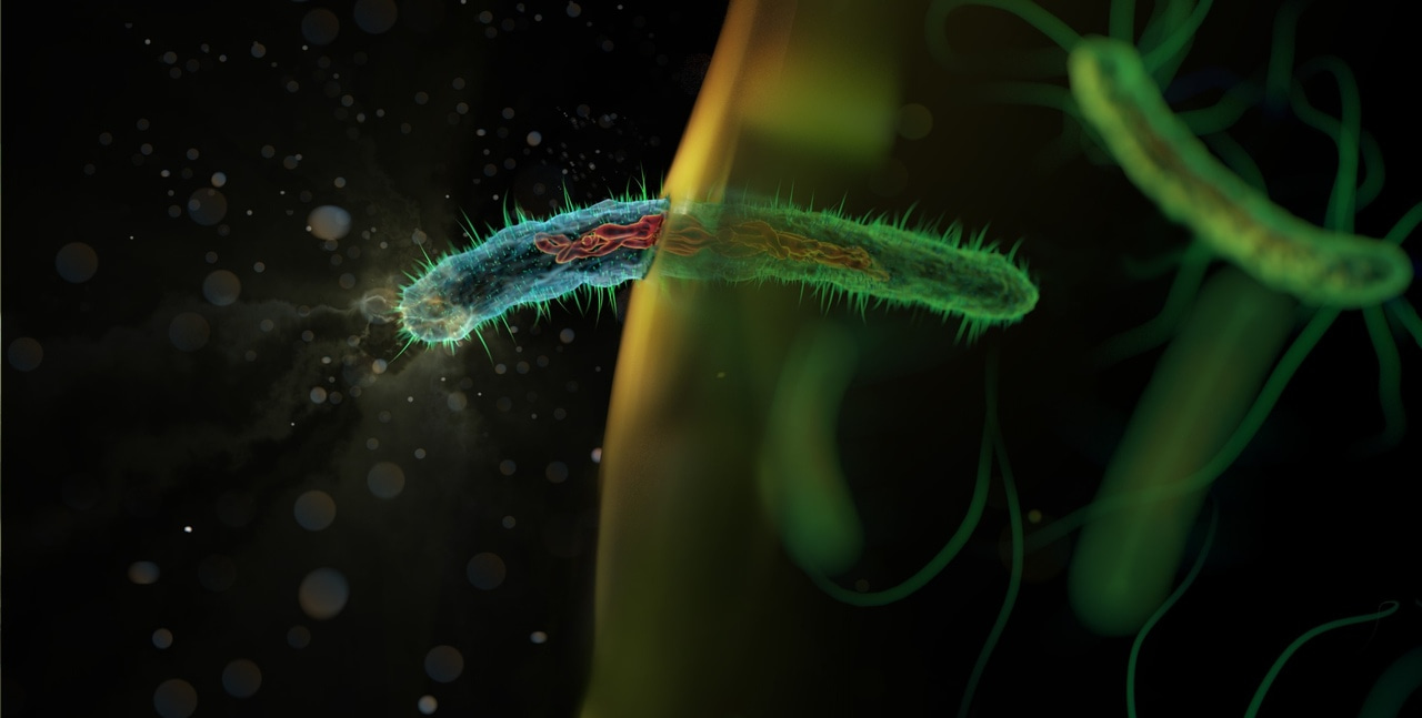 Decoding biocide actions: Genomic analysis reveals modes of action and antibiotic antagonism in Acinetobacter baumannii