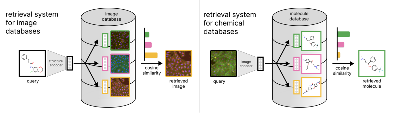 CLOOME: contrastive learning unlocks bioimaging databases for queries with chemical structures
