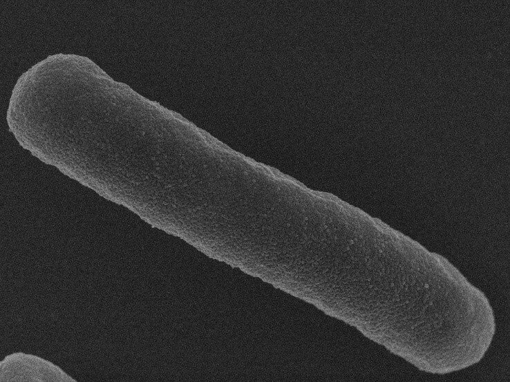 The mystery of inulin in alleviating fatty liver disease