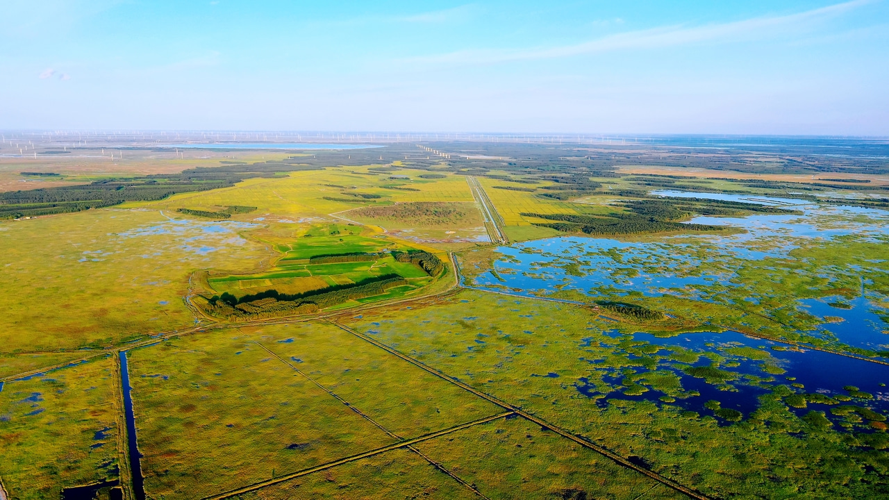 Wetland carbon dynamics and global warming