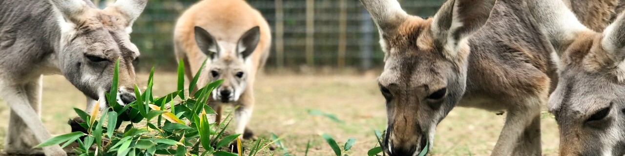 Kiki Mihok - Conservation Media Professional