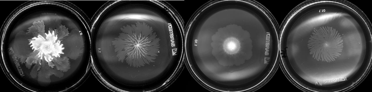 More than just the sum of its parts – exploring phenotypic diversity in microbial communities
