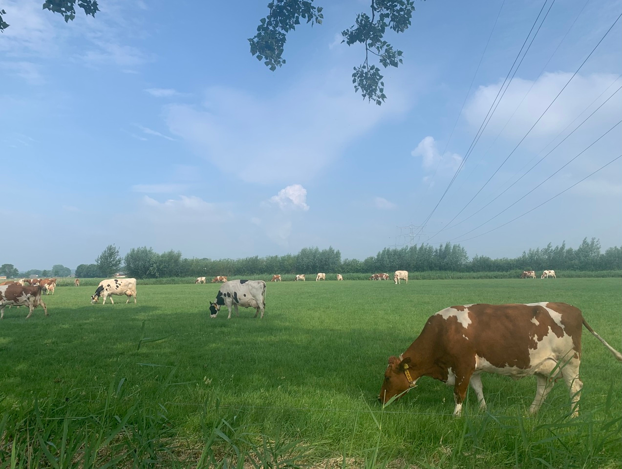 Risk to rely on soil carbon sequestration to offset global ruminant emissions