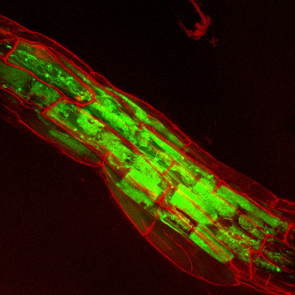 Behind the Paper: Phytophagy impacts the quality and quantity of plant carbon resources acquired by mutualistic arbuscular mycorrhizal fungi 