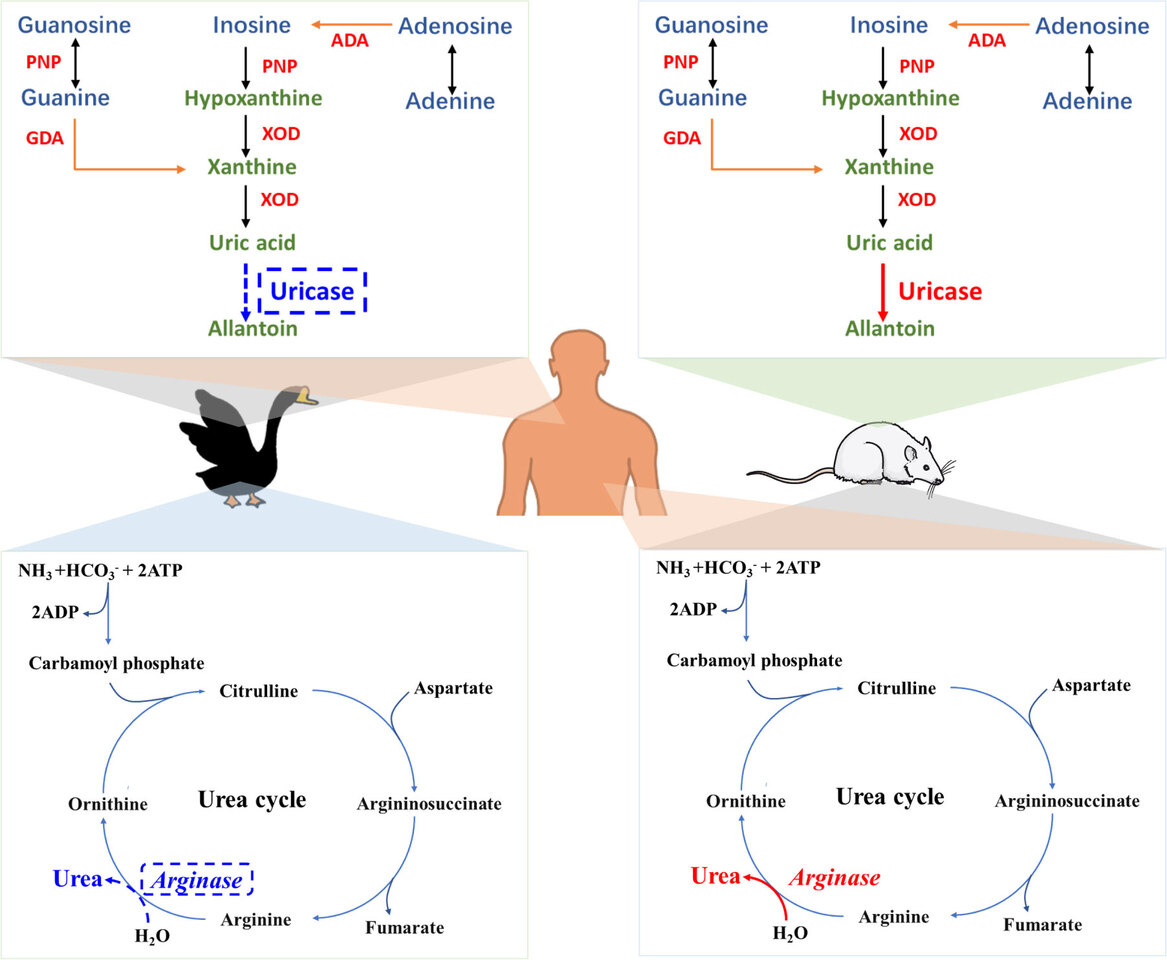 Insights into hyperuricemia amelioration mechanisms of Lactobacillus rhamnosus GG may enable probiotics therapy