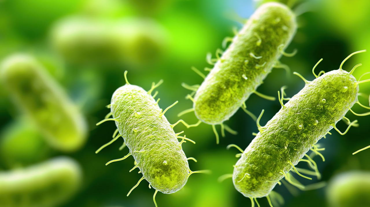 South Africa investigates food safety following foodborne illness outbreak