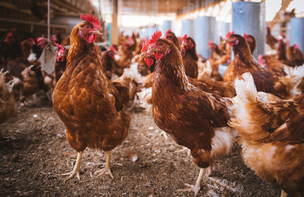 USDA withdraws proposed Salmonella Framework for raw poultry products