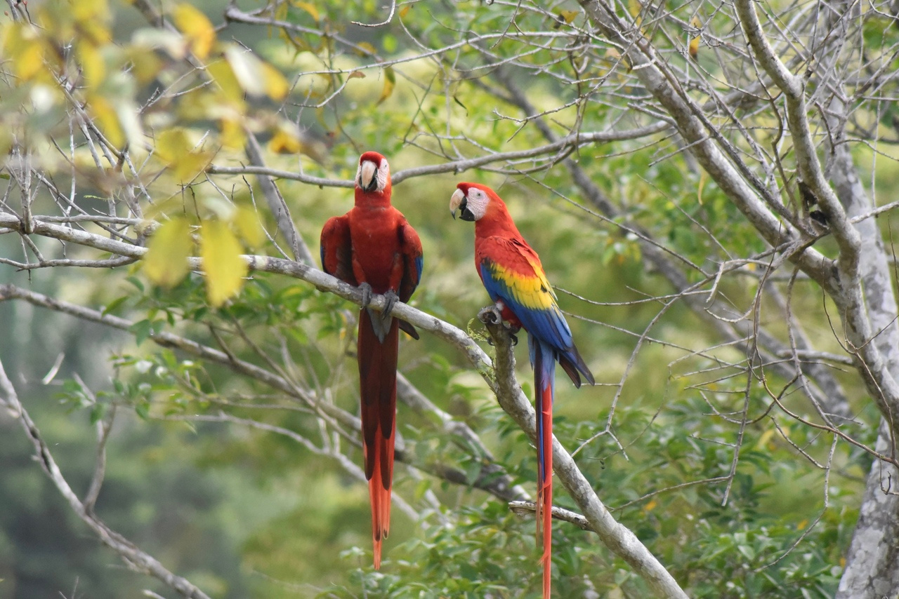 Field Biologist, MSc Environmental Science