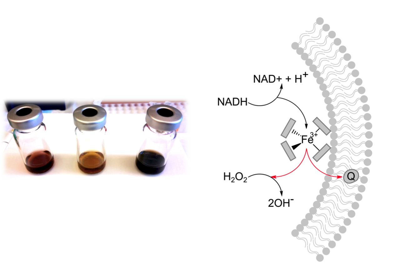 An ancient, prebiotic relationship between iron-sulfur peptides and proton gradients