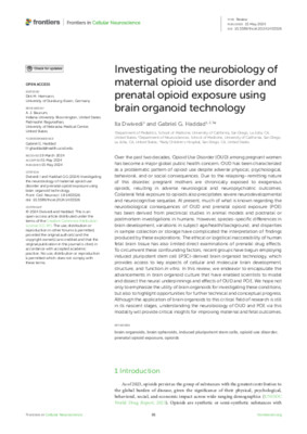 Investigating the neurobiology of maternal opioid use disorder and prenatal opioid exposure using brain organoid technology