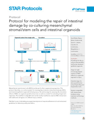 NEW: Protocol for modeling the repair of intestinal damage by co-culturing mesenchymal stromal/stem cells and intestinal organoids