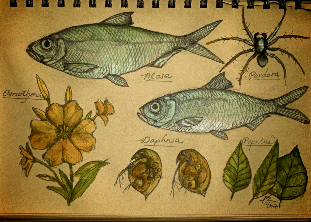 How variation within species links ecology and evolution