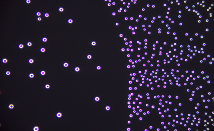 Liquid contact-induced surface adaption affects water condensation