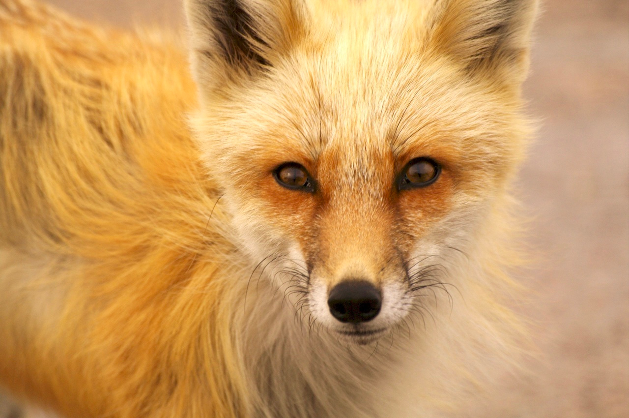 Short-sighted foraging strategies may put certain predators at risk