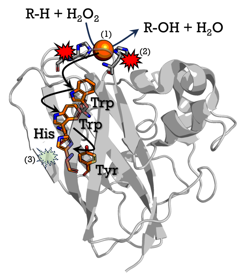 Activity, protection, damage or the rock, paper, scissors game in lytic polysaccharide monooxygenases (LPMO)