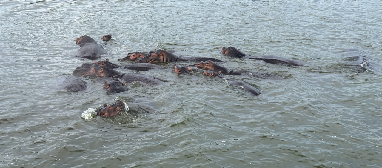 LiA Journal - Kasiisi Project Week 5