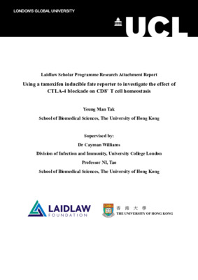 Research Report - Using a tamoxifen inducible fate reporter to investigate the effect of CTLA-4 blockade on CD8+ T cell homeostasis