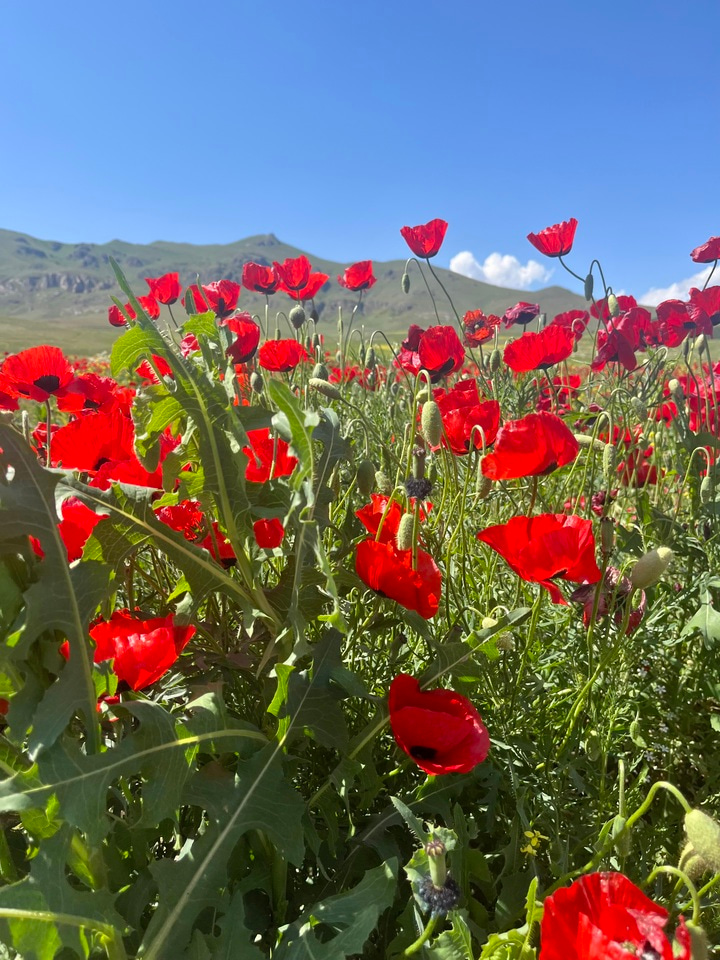 LIA Week 1 🍊🧿🌱