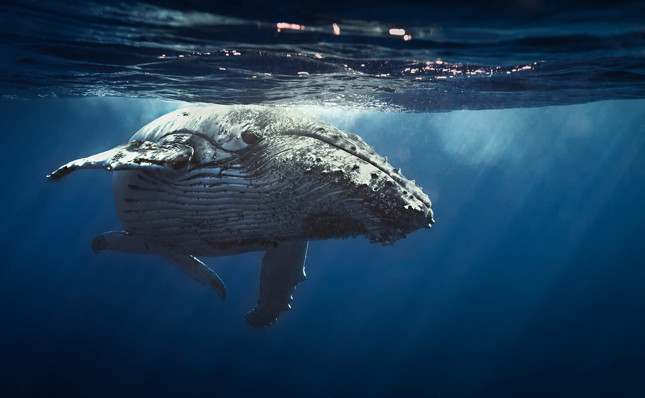 Journal Club: Humpback whale microbiome changes with the seasons