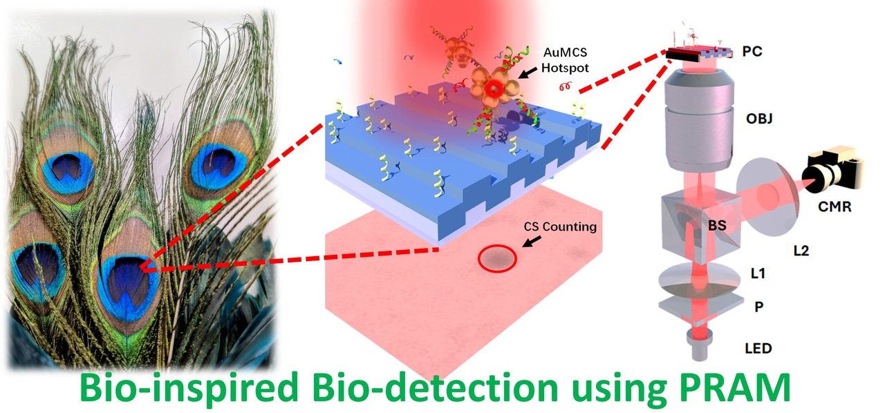 Seeing the unseen: How hybrid nano-assemblies make biosensing sharper and smarter