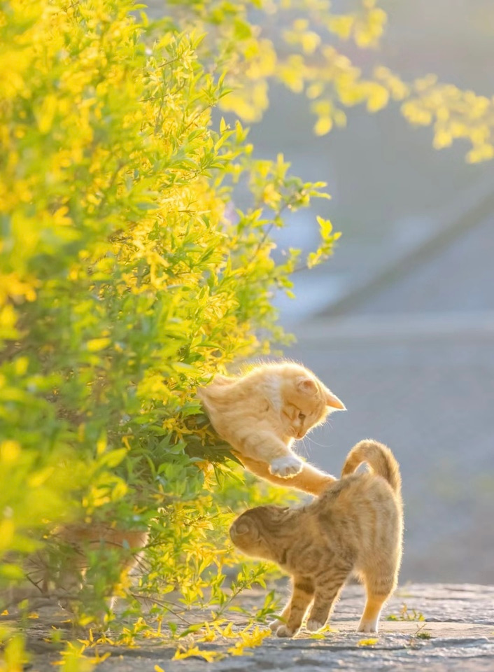 Summary of literature review：Integrating Music into Classroom Activities: Strategies for Creating an Enjoyable Learning Environment and Enhancing Academic Achievement in Secondary Schools 