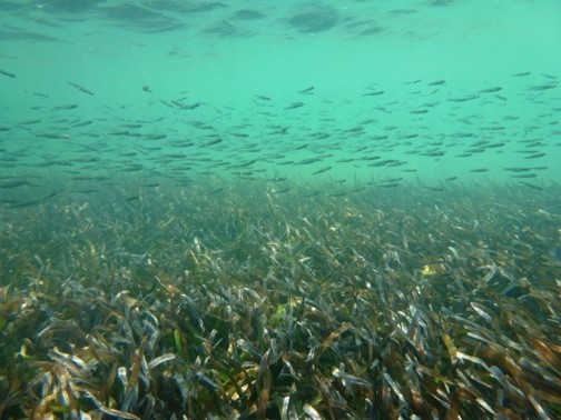 Secret Gardens under the Sea: exploring the humble seagrass meadow