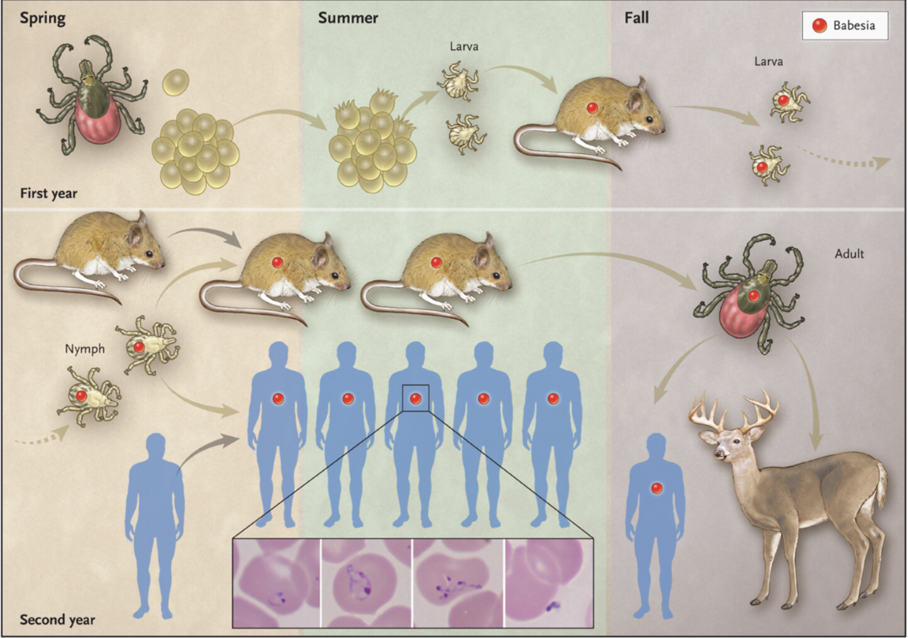 Initial Project Proposal - Identifying a Post-Exposure Prophylaxis of Babesiosis