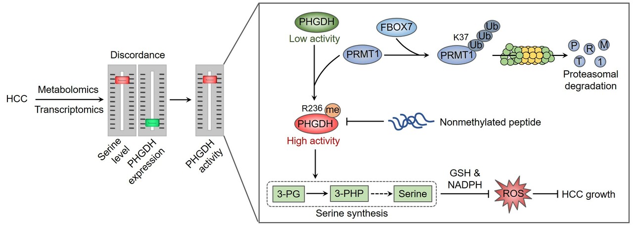 FBXO7 ubiquitinates PRMT1 to suppress PHGDH arginine methylation, serine synthesis, and tumor growth in hepatocellular carcinoma