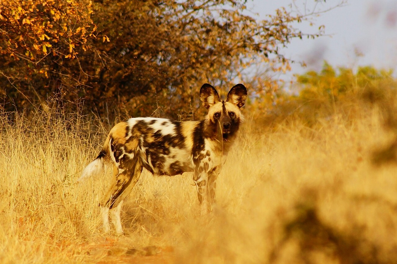 Painted Dog Conservation and Ron van der A
