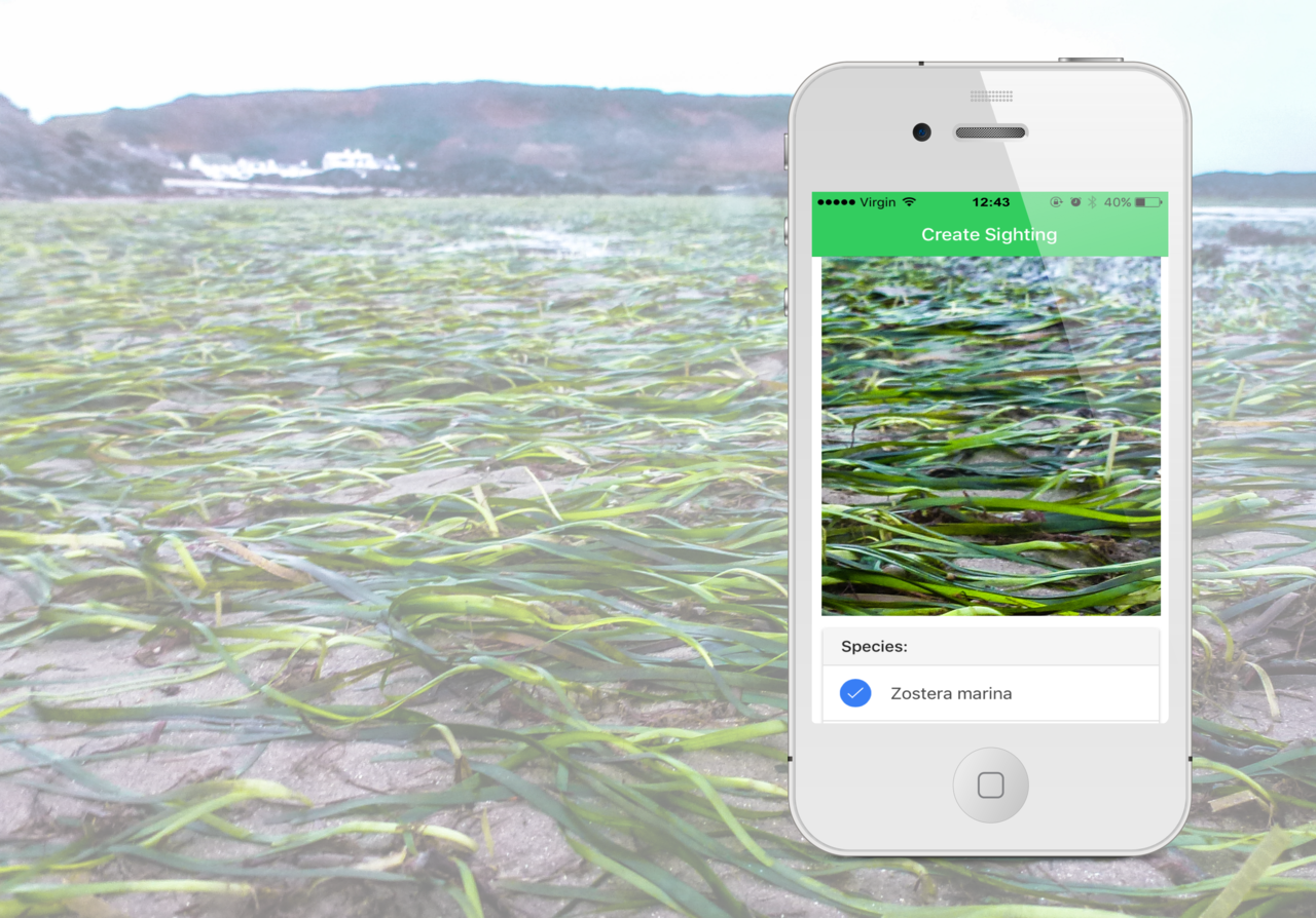 Saving our oceans requires volunteers: become a citizen scientist and help save our seagrass