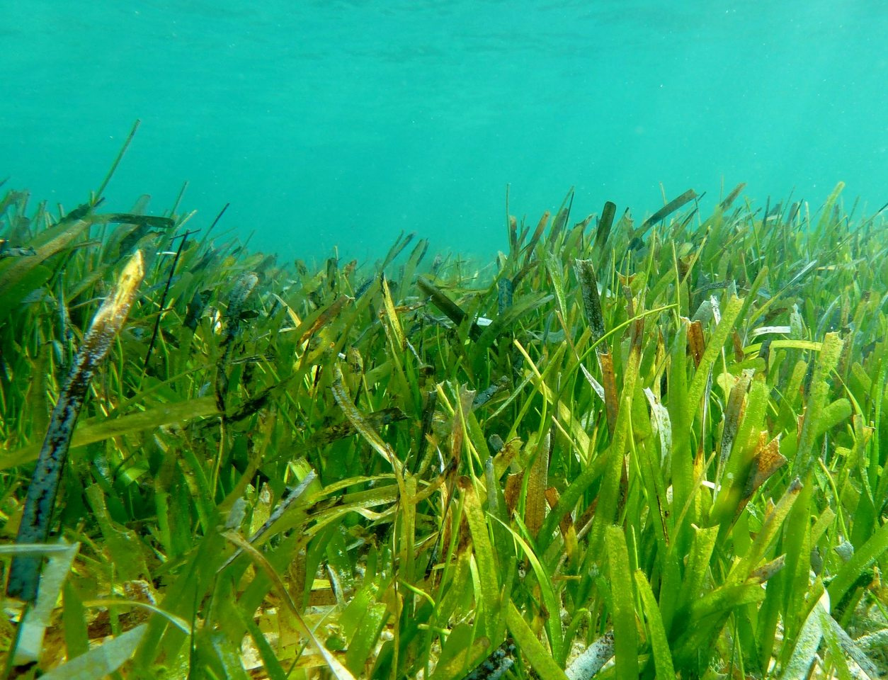 Conservation of seagrass vital for Worlds biggest fisheries