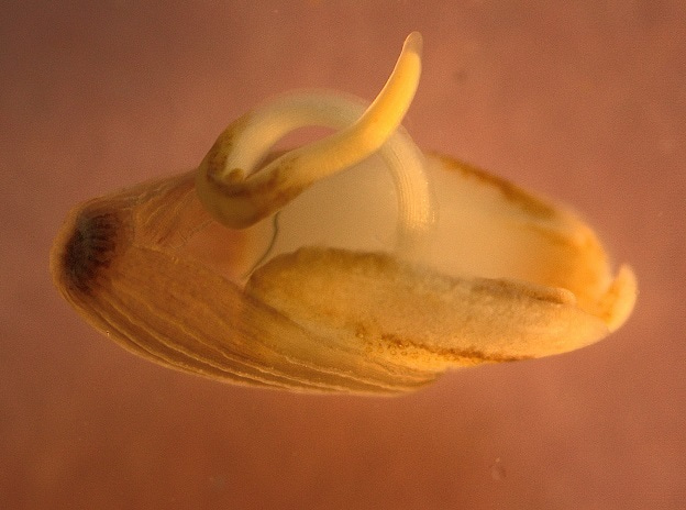 Sowing the seeds of ocean recovery requires a phase shift in marine restoration