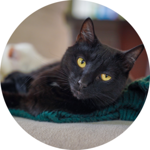 Go to the profile of Jennifer Escarge