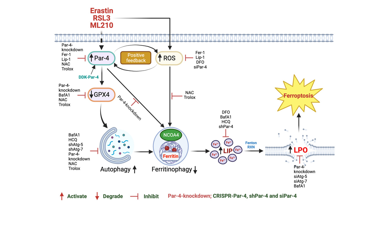 Tumor suppressor Par-4 activates autophagy-dependent ferroptosis