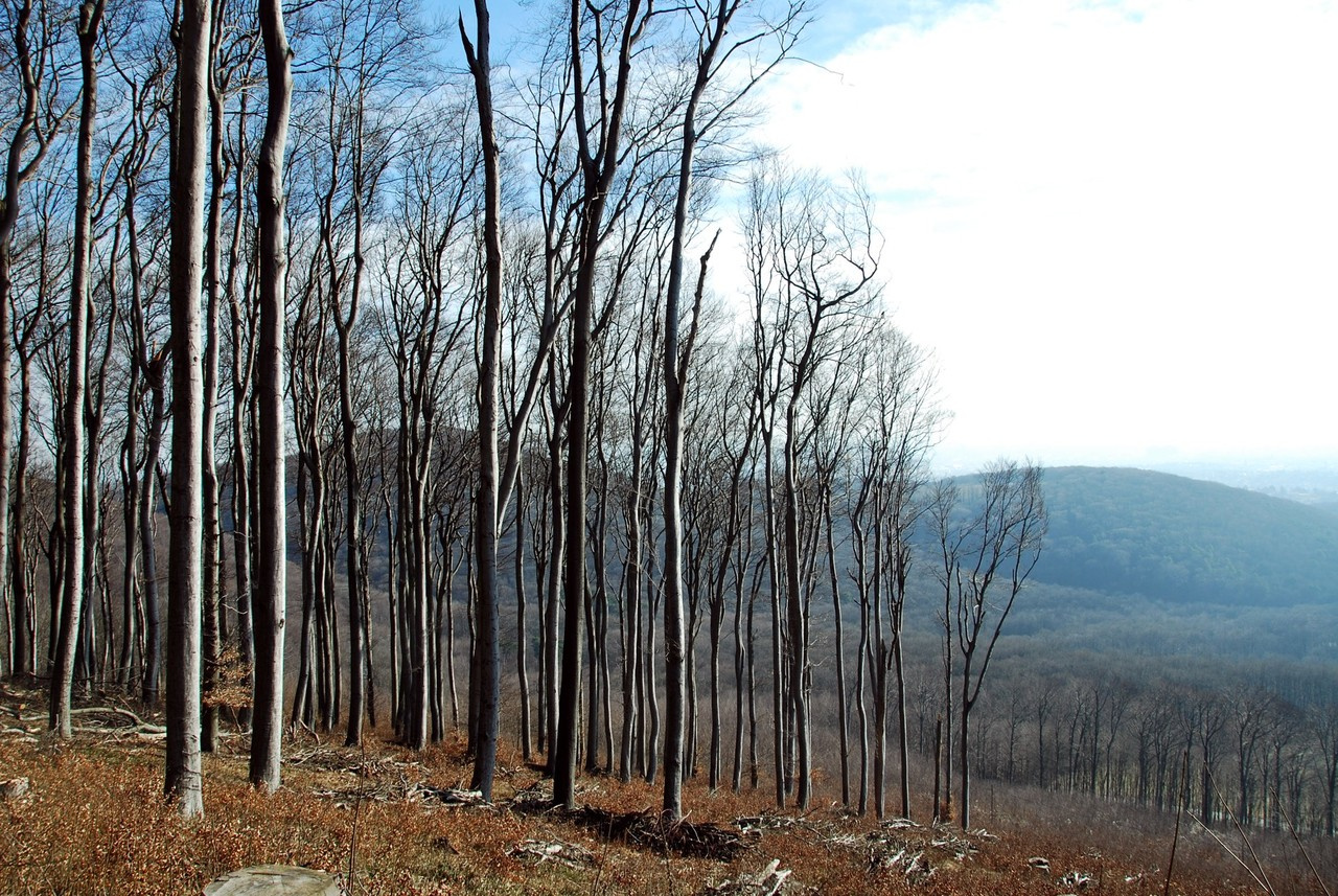 Quantifying and mapping the land-use impacts on global biomass stocks 