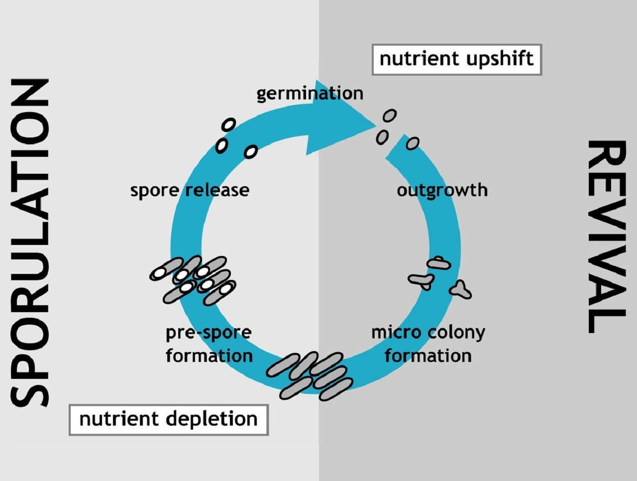 Life cycle connections