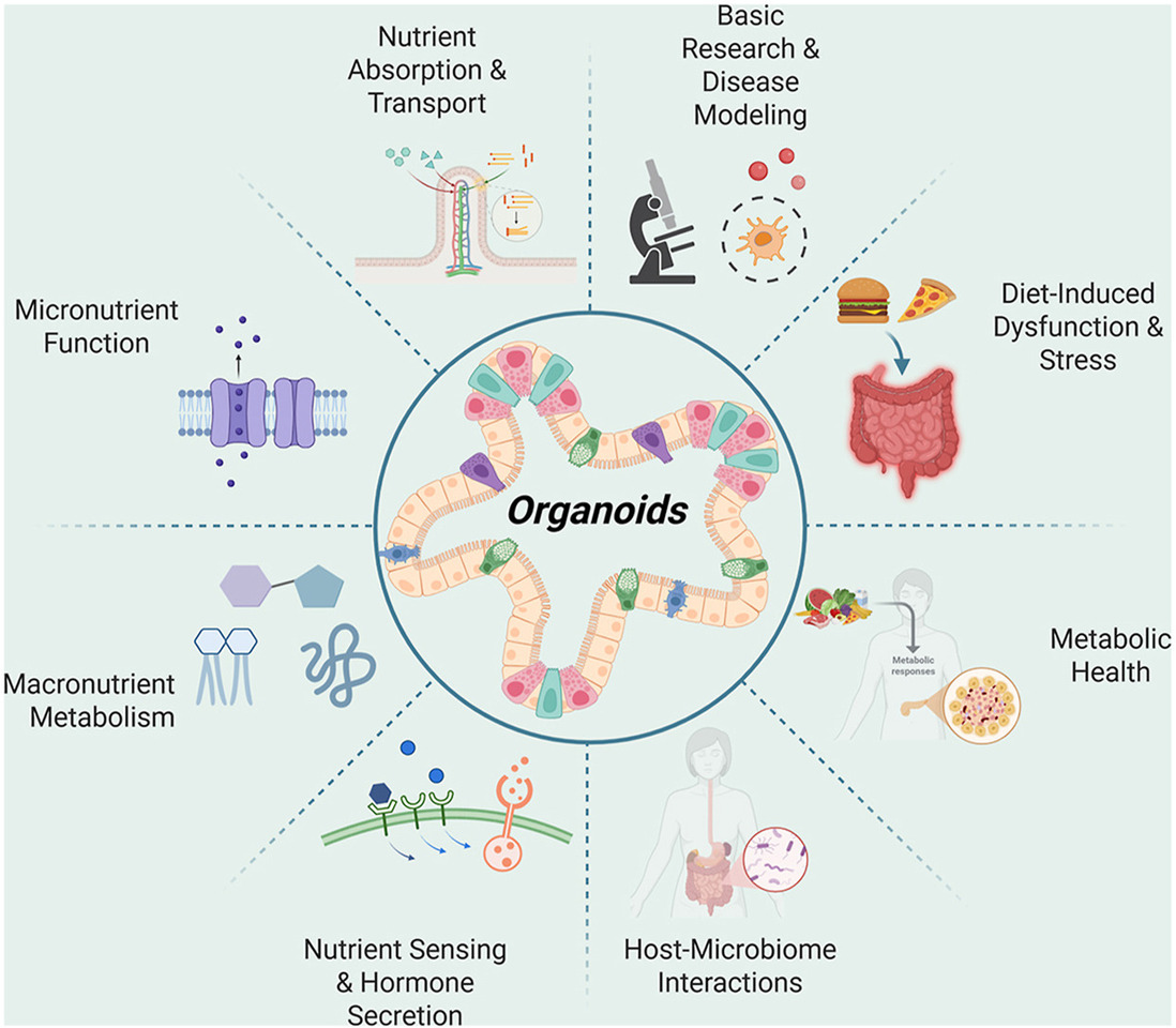 The Use of Organoid Cultures in Advancing Nutrition Research
