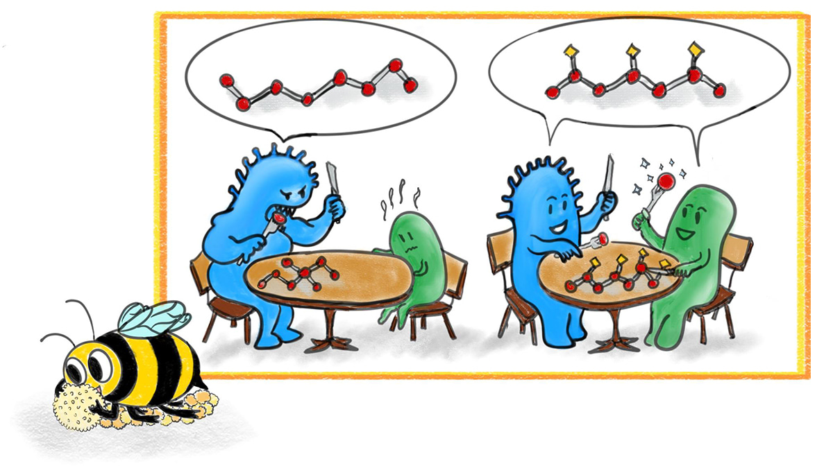 Help must be compensated: a reciprocal interaction between bee gut bacteria is contingent on their synergistic cooperation in pectin degradation