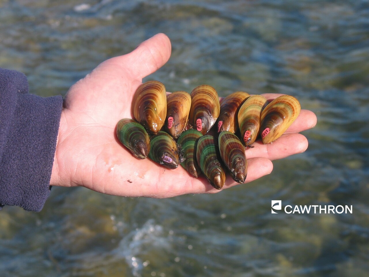 Genetics and ontogeny are key factors influencing thermal resilience in a culturally and economically important bivalve