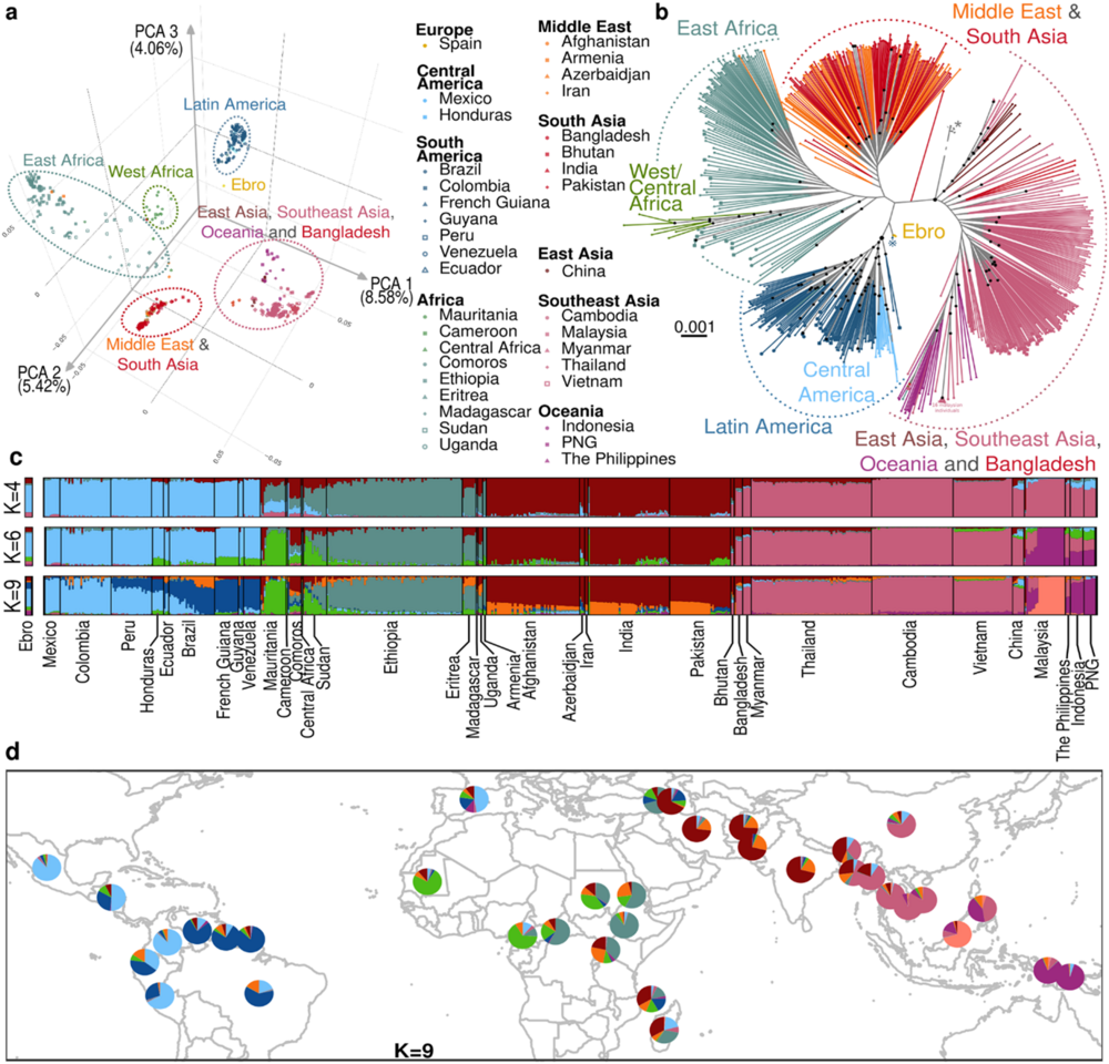 Plasmodium vivax origins in the Americas: A Tale of Multiple Migrations