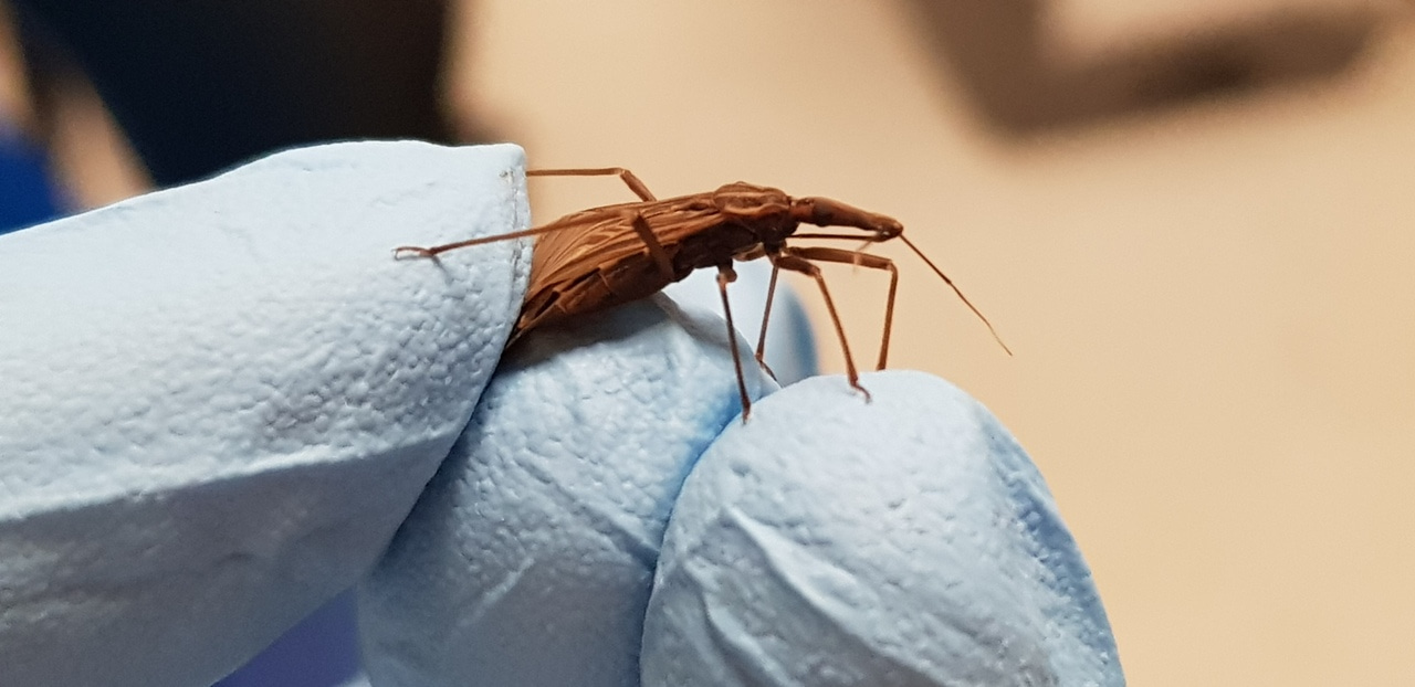 Preventing the re-emergence of kissing bugs and Chagas disease in Arequipa